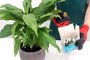 Houseplant Tabs.jpg