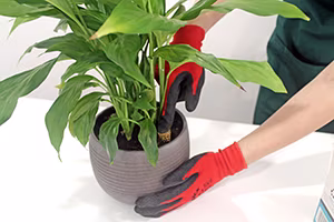 Insert Houseplant Tabs.jpg