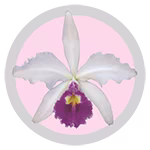 cattleya