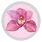 cymbidium