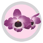 dendrobium