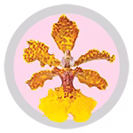 odontoglossum