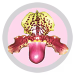 paphiopedilum