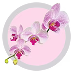 phalaenopsis