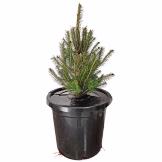 gc-deeweed-lid-display