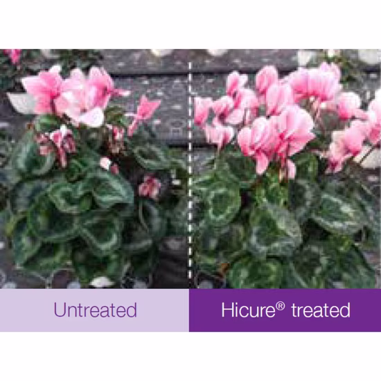 hicure-treated1