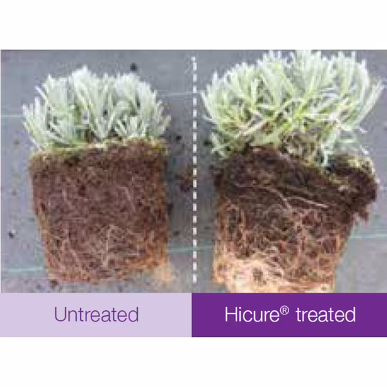 hicure-treated2
