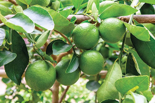 Lime Tree iS868604108XL sml.jpg