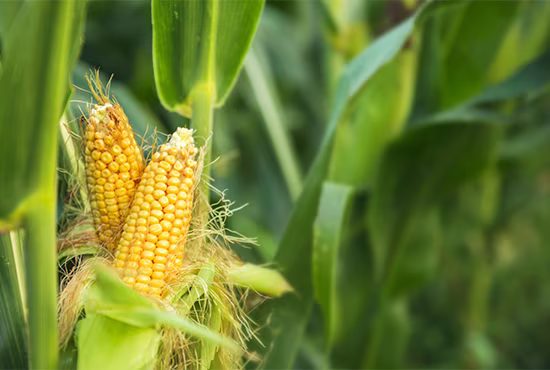 Corn Crop iS1150439636L sml.jpg