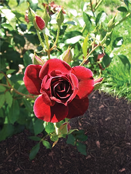 red_rose