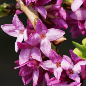 Daphne pink flower