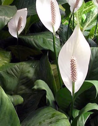 peace lily