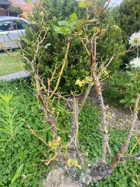 Rose to prune